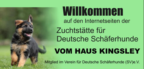 Willkommen auf den Internetseiten der Mitglied im Verein für Deutsche Schäferhunde (SV)e.V. Zuchtstätte für  Deutsche Schäferhunde VOM HAUS KINGSLEY