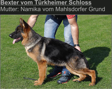 Bexter vom Türkheimer Schloss  Mutter: Namika vom Mahlsdorfer Grund